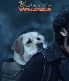 فيلم Charlie 777 مترجم HD اون لاين