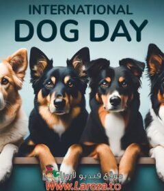 فيلم Dog Days 2024 مترجم HD اون لاين