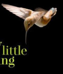 فيلم Every Little Thing 2024 مترجم HD اون لاين
